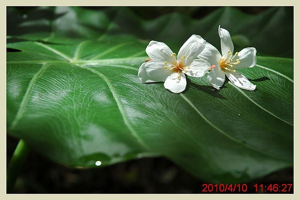 2010 0410 016.jpg