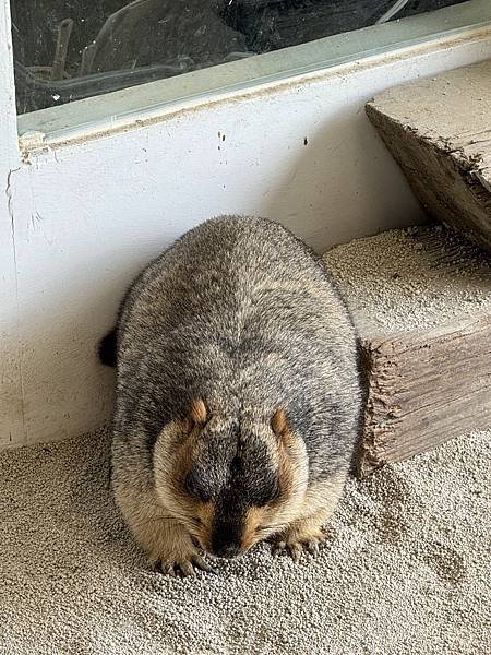 (新竹香山) 廢物媽媽育兒農場-小動物的歡樂世界