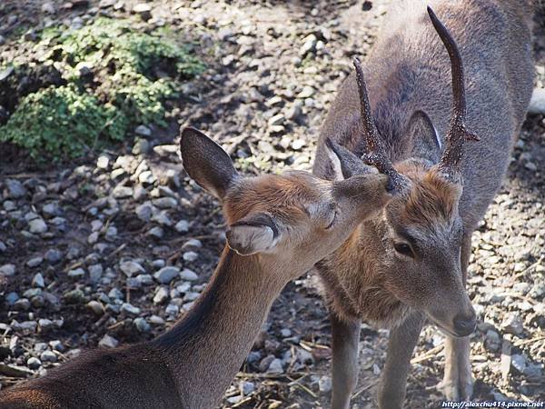 Zoo014.jpg