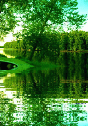 trees reflection