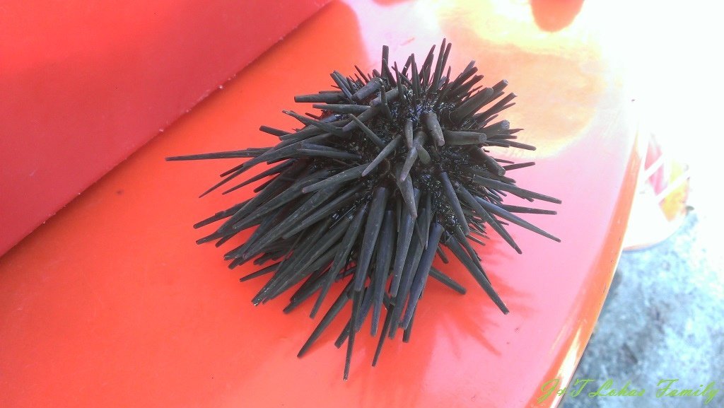 IMAG7854.jpg