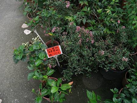 990507石崗 (137).JPG