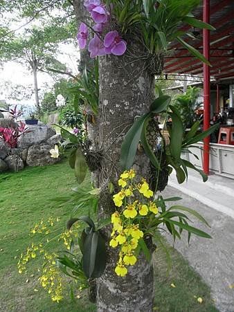 玄空法寺花木 (12).jpg