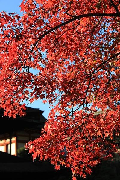 賞楓之旅~清水寺【二】