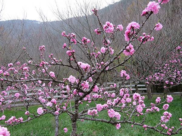 武陵桃花