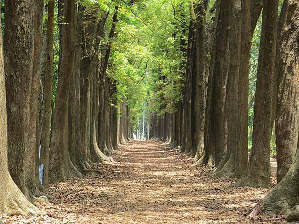 新威森林公園