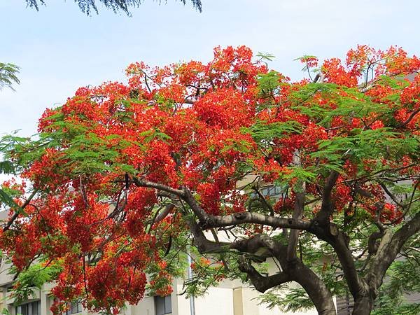 火鳳凰~~鳳凰花