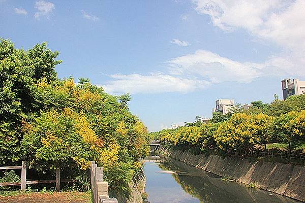 台灣欒樹