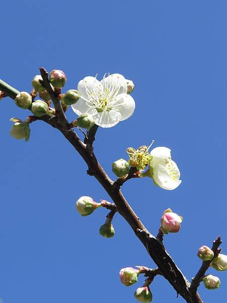 梅花