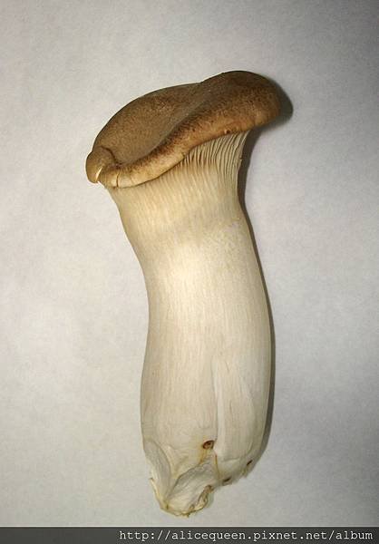 Pleurotus_eryngii.jpg