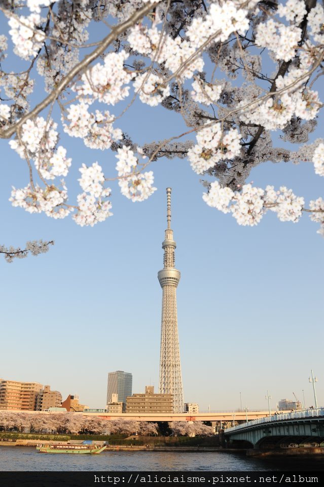 櫻花天空樹