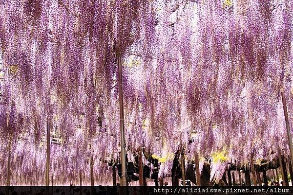 【栃木縣】（2023更新）足利紫藤公園~飛舞的紫蝶，入選CN