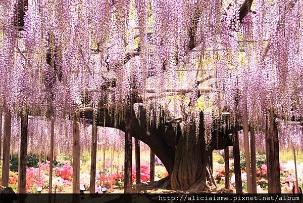 【栃木縣】（2023更新）足利紫藤公園~飛舞的紫蝶，入選CN