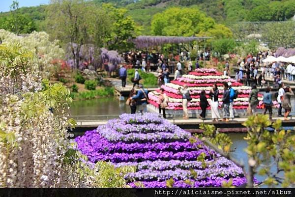 【栃木縣】（2023更新）足利紫藤公園~飛舞的紫蝶，入選CN