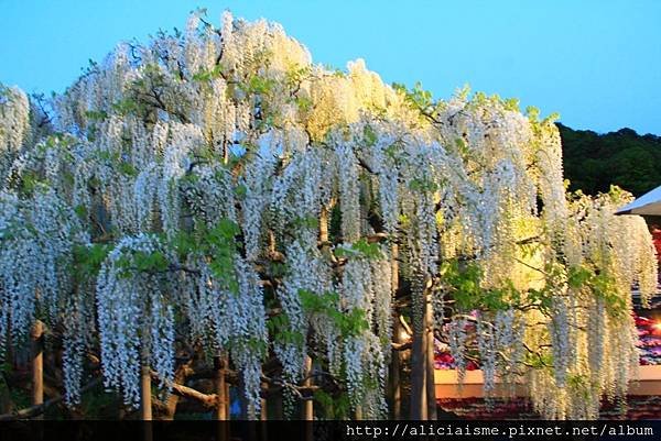 【栃木縣】（2023更新）足利紫藤公園~飛舞的紫蝶，入選CN