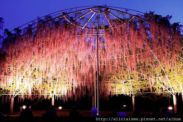 【栃木縣】（2023更新）足利紫藤公園~飛舞的紫蝶，入選CN