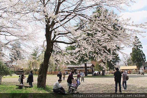 【秋田縣】（2024更新）角館武家屋敷、檜木內川河堤秘境：春