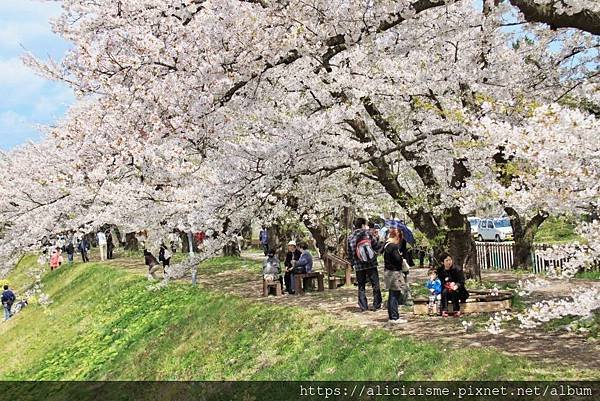 【秋田縣】（2024更新）角館武家屋敷、檜木內川河堤秘境：春