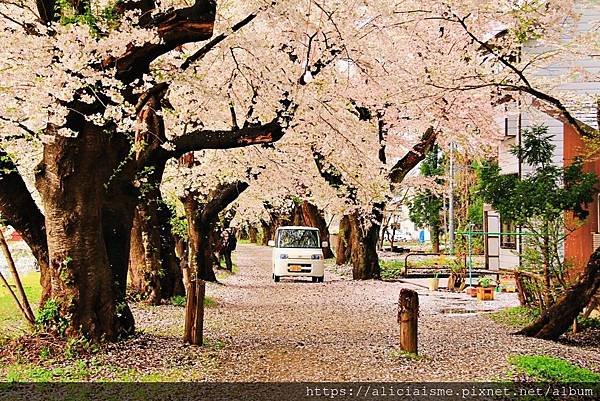 【秋田縣】（2024更新）角館武家屋敷、檜木內川河堤秘境：春