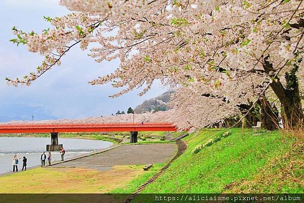 【秋田縣】（2024更新）角館武家屋敷、檜木內川河堤秘境：春