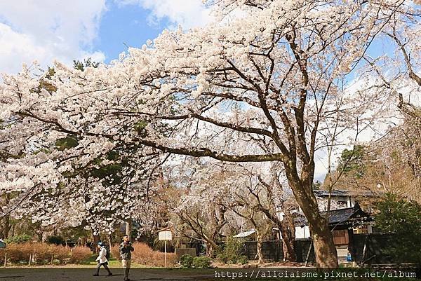 【秋田縣】（2024更新）角館武家屋敷、檜木內川河堤秘境：春