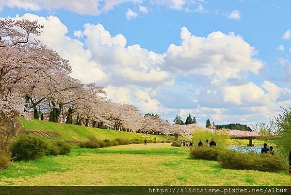 【秋田縣】（2024更新）角館武家屋敷、檜木內川河堤秘境：春