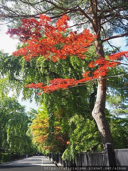 【秋田縣】（2024更新）角館武家屋敷、檜木內川河堤秘境：春