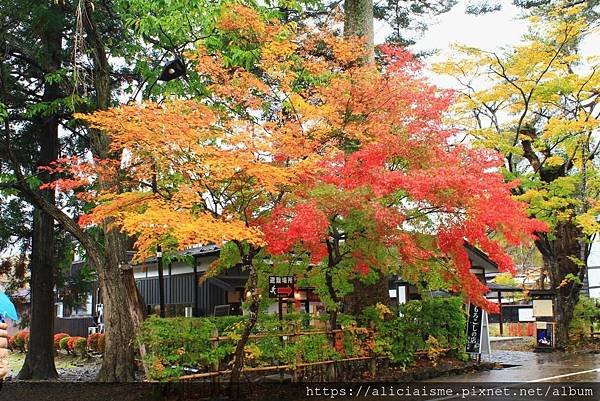 【秋田縣】（2024更新）角館武家屋敷、檜木內川河堤秘境：春