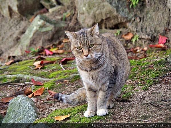 【廣島縣】尾道：3條散策路線，眺望瀨戶內島波風情、走進獨一無