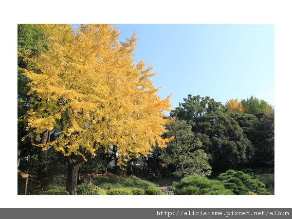 【東京都】清澄庭園：下町風情的日式庭園裏，品咖啡找四季