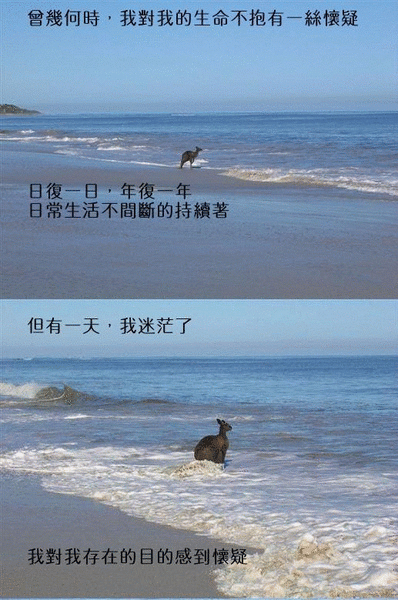 袋鼠.gif