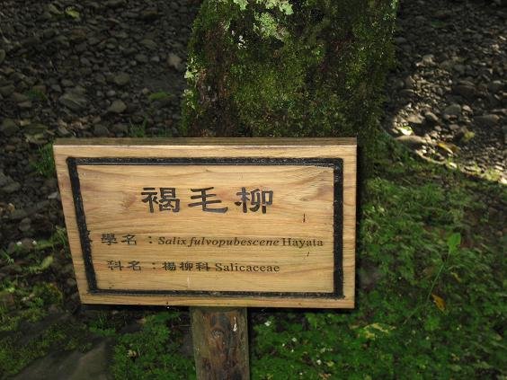 0805_阿里山 068_1.jpg