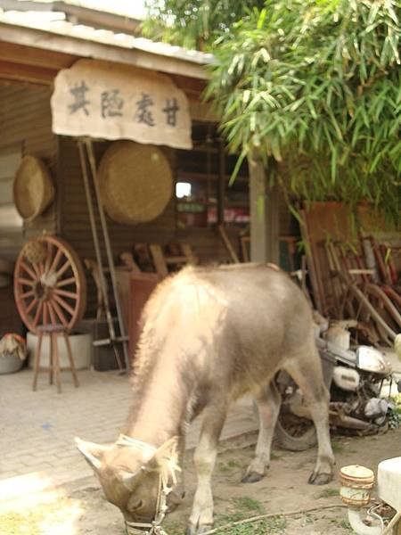 DSC03606.JPG