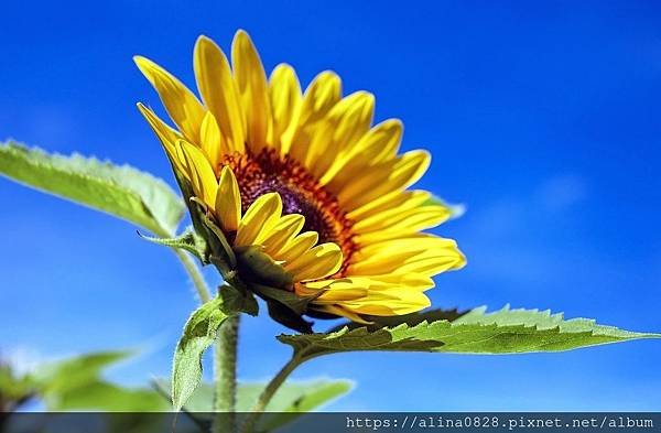 sunflower-1536088_1280.jpg