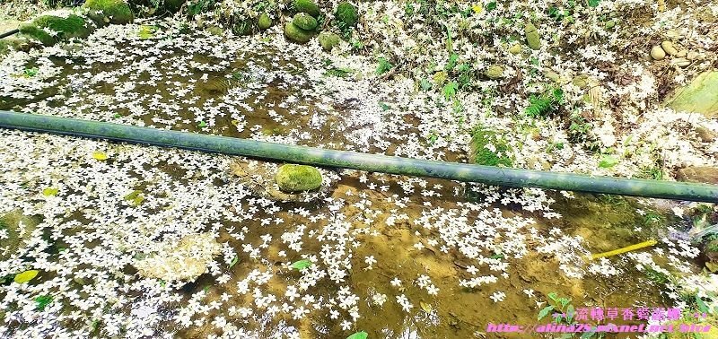 大溪十一指古道