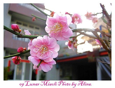 『苗栗走春』南庄‧山芙蓉民宿