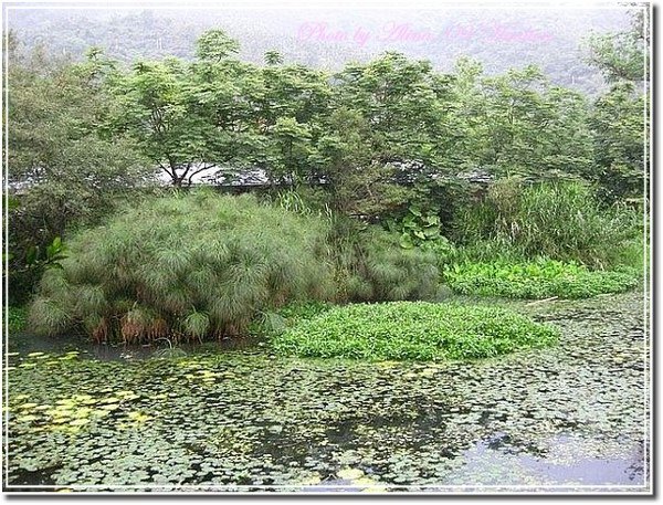 『花蓮慢活』馬太鞍濕地