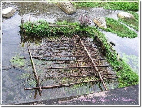 『花蓮慢活』馬太鞍濕地