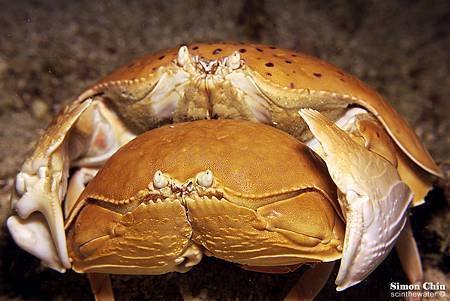 Box Crab-2