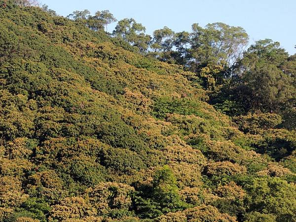 荔枝花一山