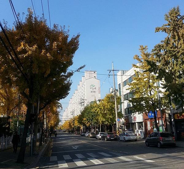 首爾天氣預報1110-1116 銀杏