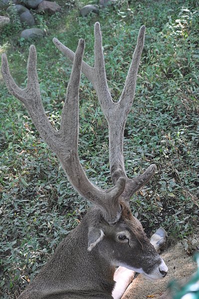 DSC_0390.JPG