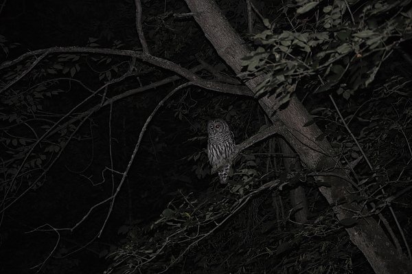 owl walk02