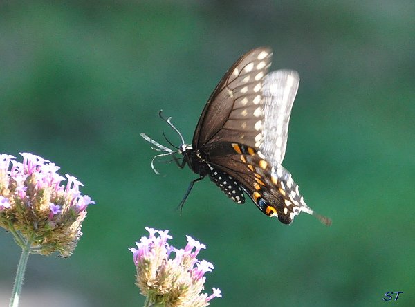 Butterfly01
