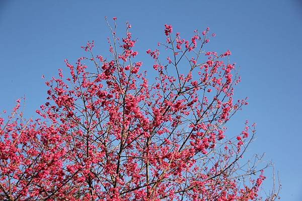苗栗象鼻雪見首發團0423.JPG