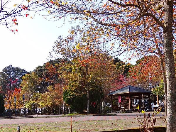 大雪山楓紅還在