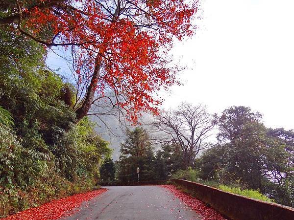 路兩旁的落葉楓紅層層