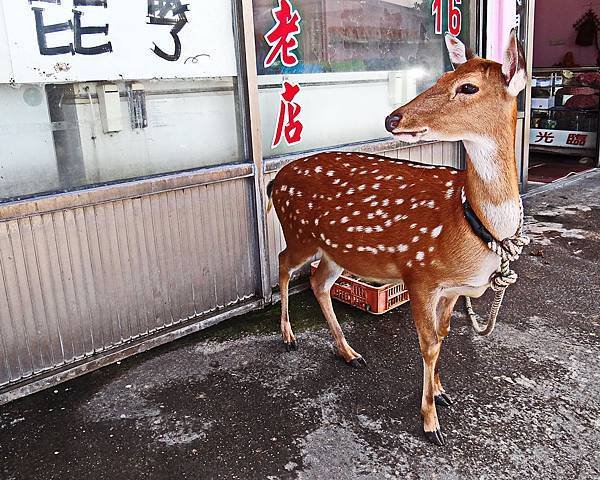 花東.綠島A41