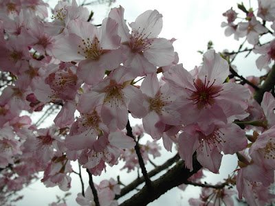 陽明山花季2012