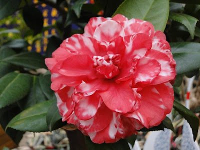 陽明山花季2012